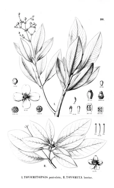 植物的例证 旧图像 — 图库照片