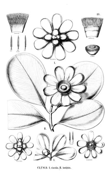 Bitki çizimi. Eski resim