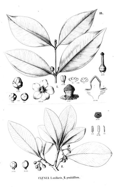 Illustration Plante Ancienne Image — Photo