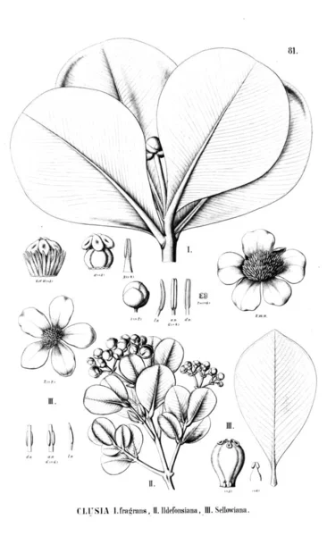 Bitki çizimi. Eski resim