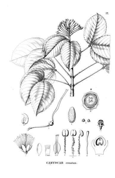 植物的例证 旧图像 — 图库照片