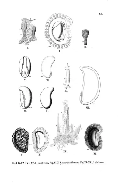 Ilustracja Roślin Stary Obraz — Zdjęcie stockowe