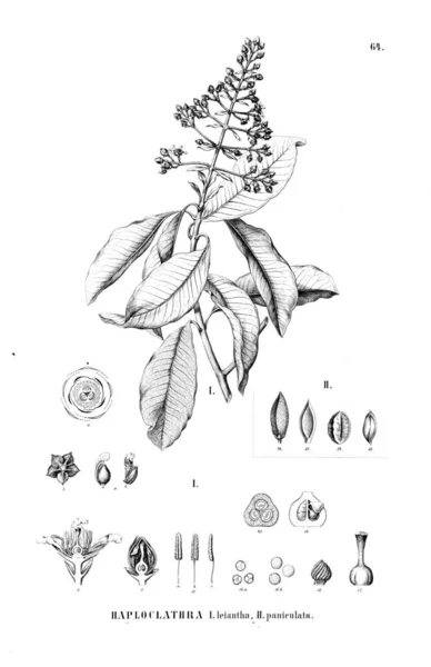 Illustration Plant Old Image — Stock Photo, Image