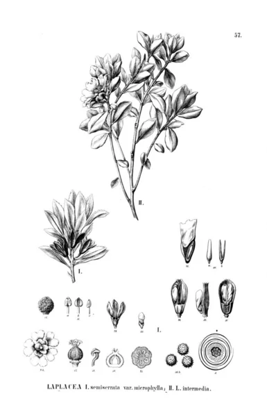 Illustratie Van Een Plant Oude Beeld — Stockfoto