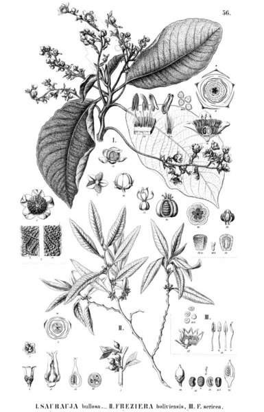 Illustration Plant Old Image — Stock Photo, Image