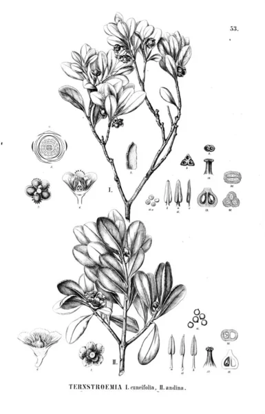 Bitki çizimi. Eski resim