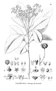 Bitki çizimi. Eski resim