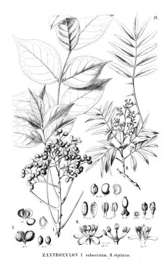 Bitki çizimi. Eski resim