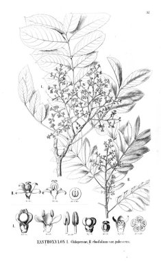 Bitki çizimi. Eski resim