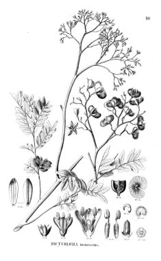 Bitki çizimi. Eski resim