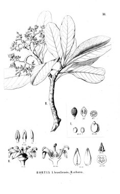 Bitki çizimi. Eski resim