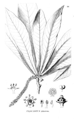 Bitki çizimi. Eski resim