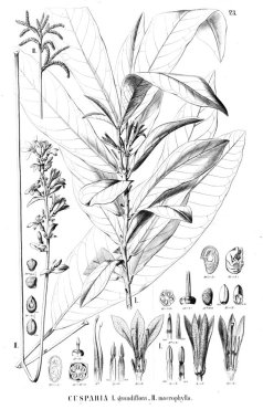 Bitki çizimi. Eski resim