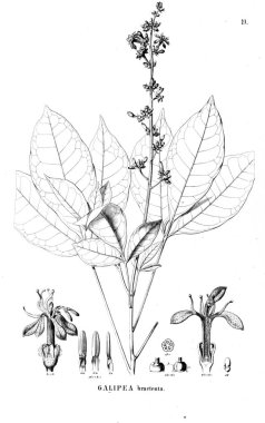 Bitki çizimi. Eski resim