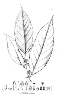 Bitki çizimi. Eski resim