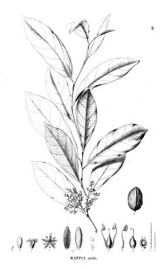 Bitki çizimi. Eski resim