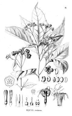 Bitki çizimi. Eski resim