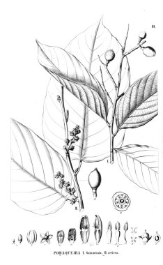 Bitki çizimi. Eski resim