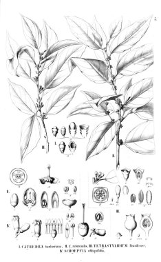 Bitki çizimi. Eski resim