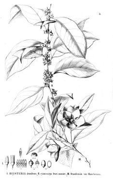 Bitki çizimi. Eski resim