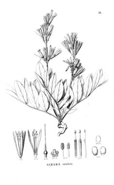 Bitki çizimi. Eski resim