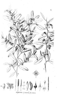 Bitki çizimi. Eski resim