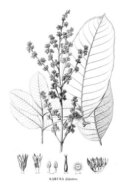 Bitki çizimi. Eski resim