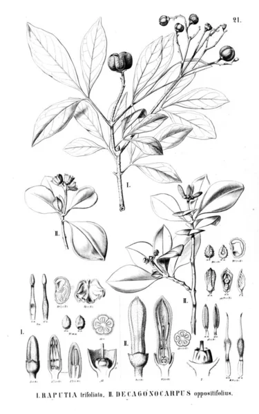 Illustration Plante Ancienne Image — Photo