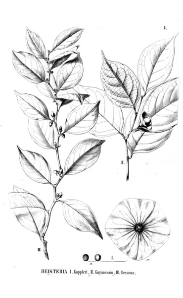 Illustration Plante Ancienne Image — Photo