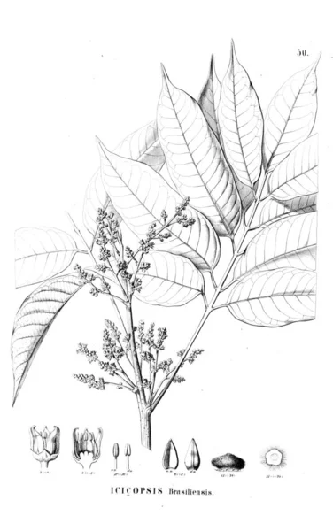 Illustration Plante Ancienne Image — Photo