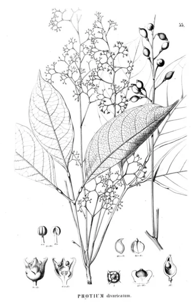 Illustration Plante Ancienne Image — Photo