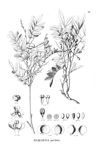 Illustration Der Pflanze Altes Bild — Stockfoto