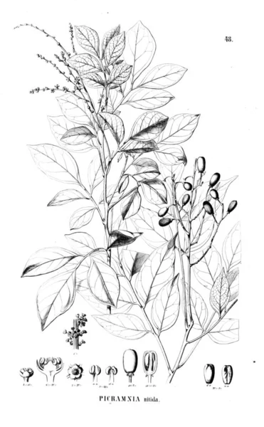 Illustration Plant Old Image — Stock Photo, Image