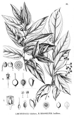 Bitki çizimi. Eski illüstrasyon