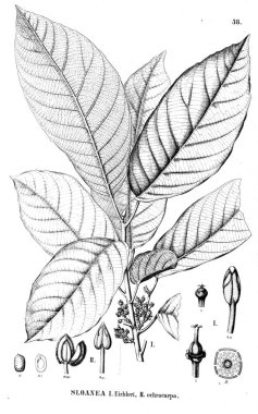 Bitki çizimi. Eski illüstrasyon