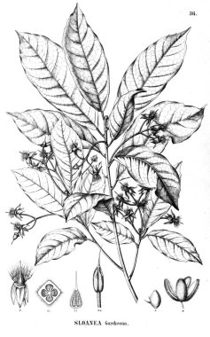 Bitki çizimi. Eski illüstrasyon