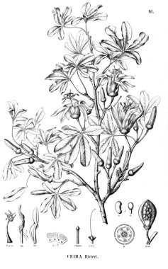 Bitki çizimi. Eski illüstrasyon