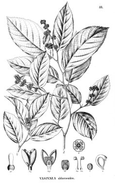 Bitki çizimi. Eski illüstrasyon