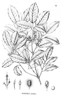 Bitki çizimi. Eski illüstrasyon