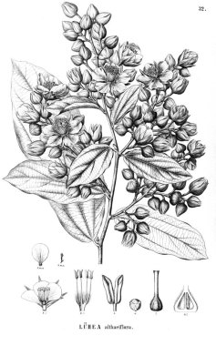 Bitki çizimi. Eski illüstrasyon