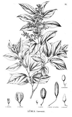 Bitki çizimi. Eski illüstrasyon