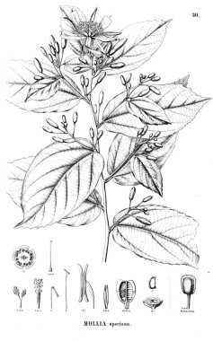 Bitki çizimi. Eski illüstrasyon