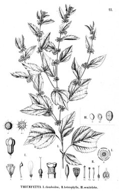 Bitki çizimi. Eski illüstrasyon