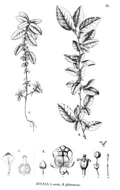 Bitki çizimi. Eski illüstrasyon