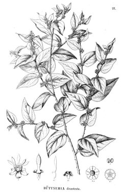 Bitki çizimi. Eski illüstrasyon