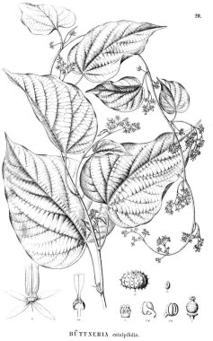 Bitki çizimi. Eski illüstrasyon