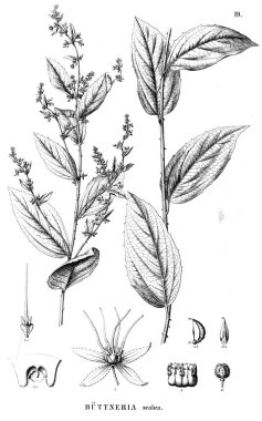 Bitki çizimi. Eski illüstrasyon