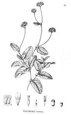 Bitki çizimi. Eski illüstrasyon