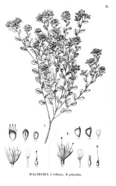 Bitki çizimi. Eski illüstrasyon