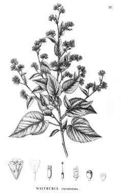 Bitki çizimi. Eski illüstrasyon